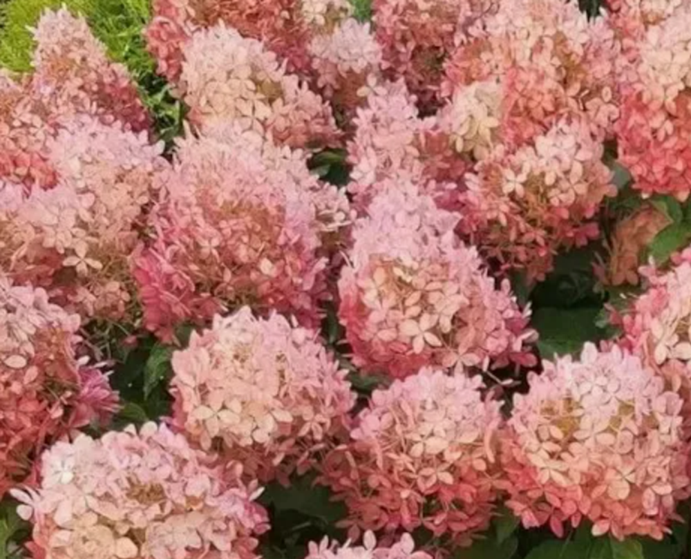 Гортензия метельчатая Gardenlight PinkLight в контейнере 0,5л