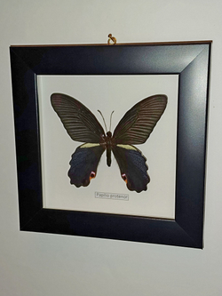 Бабочка Papilio protenor в рамке