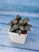 Haworthia Bayeri x Comptoniana (Хавортия)