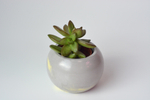 Седум Нуссбумера / Sedum Nussbaumerianum