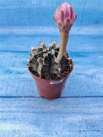 Gymnocalycium Friedrichii (Гимнокалициум)