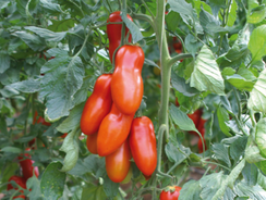 Поззано F1 семена томата индетерминантного (Enza Zaden / ALEXAGRO)