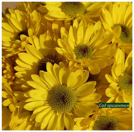 Хризантема кустовая Blink Tamara Yellow /к.9/поставка весна 2026г/