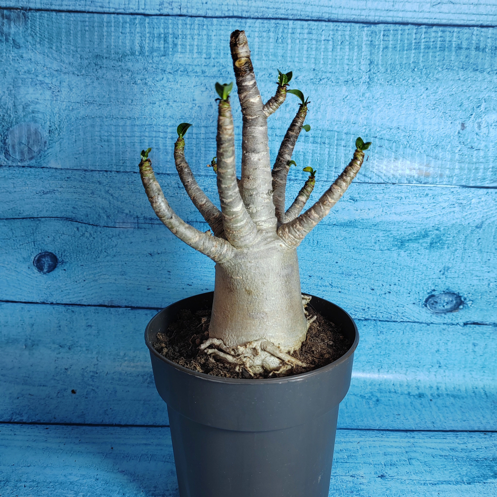 Adenium Baobab (Адениум)
