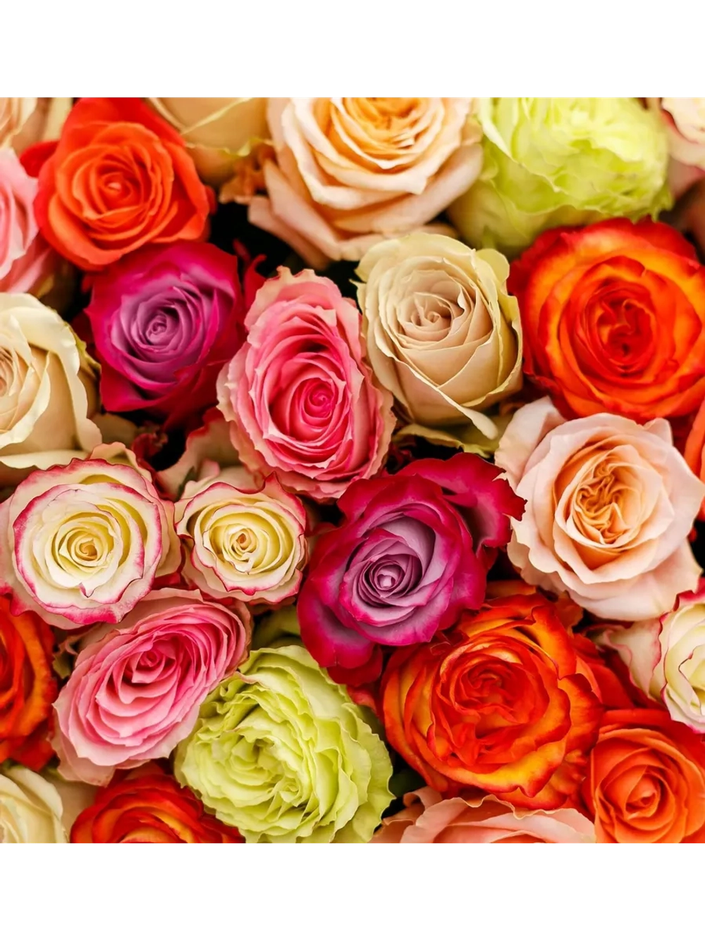 Роза "Кения" ассортимент