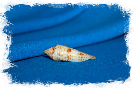 Конус акулеиформис (Conus aculeiformis)