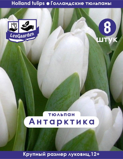 Тюльпан Луковица, Антарктика, 8шт.