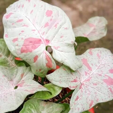 Сингониум (08) MILK CONFETTI