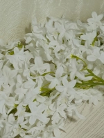 Лиана звездочка "Мадлен"