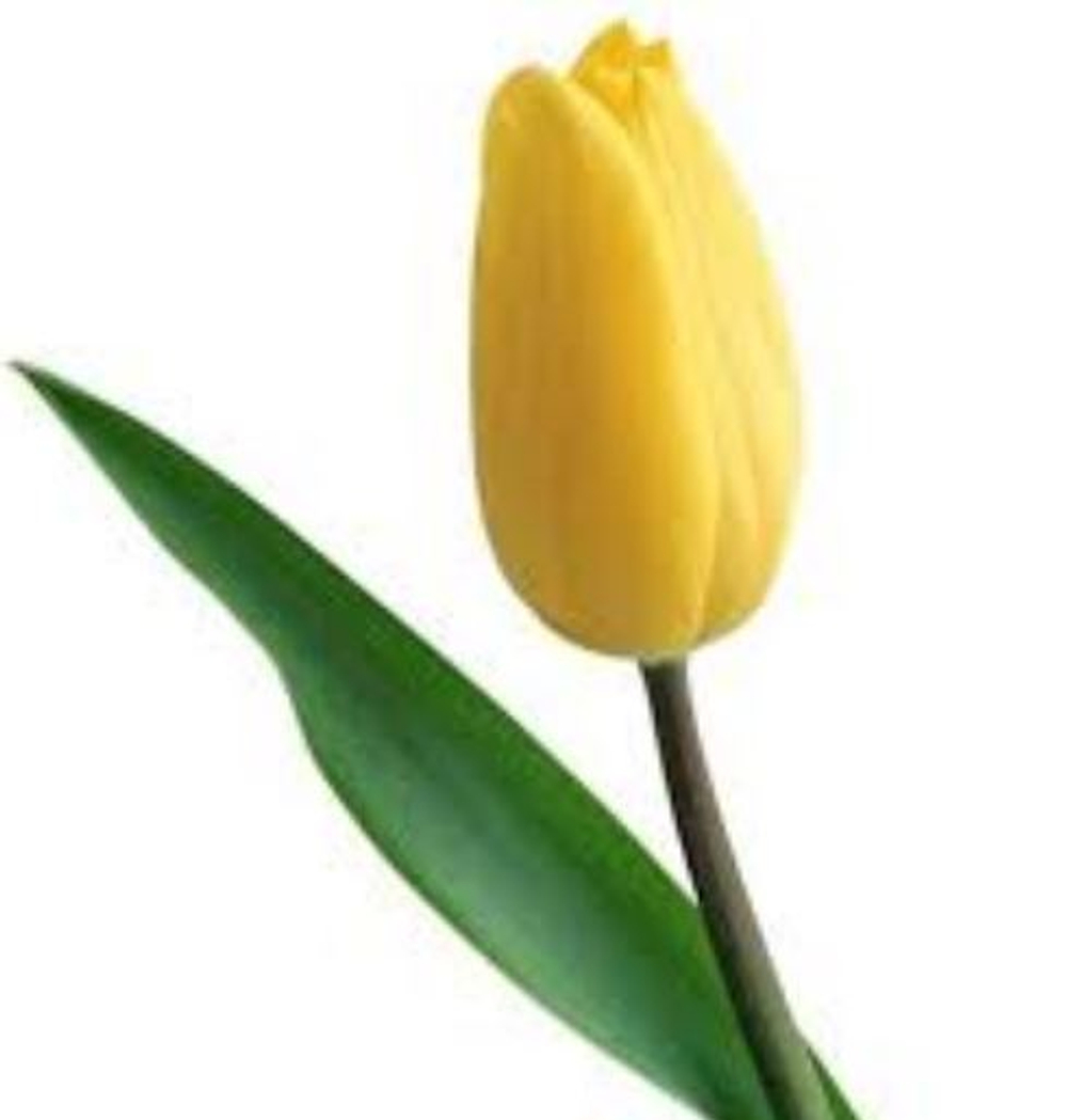 Тюльпан классика