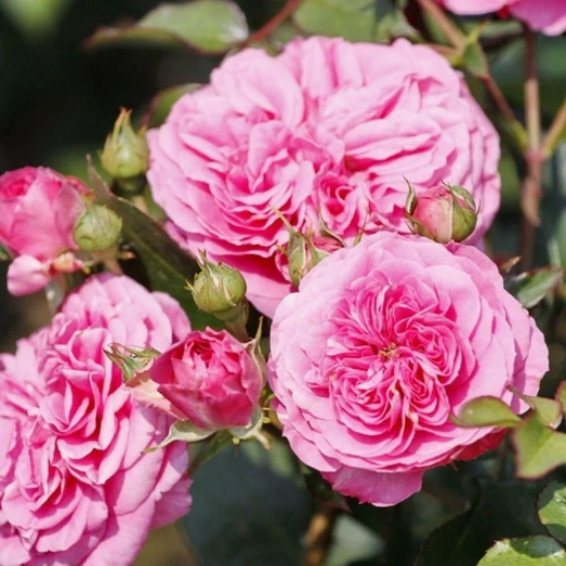 Роза Баронесса С7 Закупка М57 июнь 2026