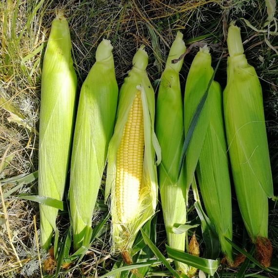 ТРОФИ F1 семена кукурузы (Seminis | Alexagro) – фото 8