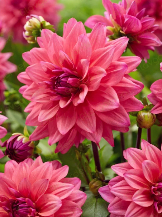 Георгин Feline Yvonne (корень) Закупка М55 апрель 2026