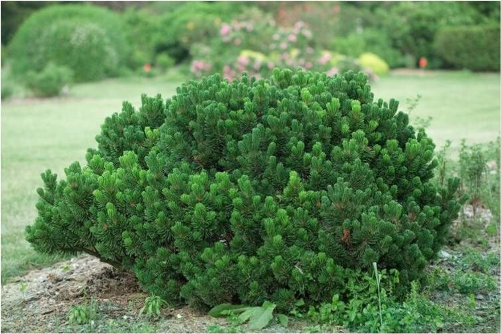 Cосна pinus mugo Sherwood Compact