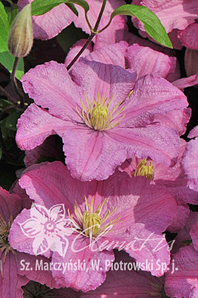 Клематис гибридный Комтесс Де Бушо Закупка М33 апрель 2026 Клематис гибридный Комтесс Де Бушо Закупка М33 апрель 2026