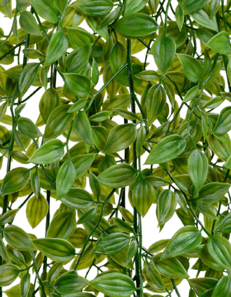 Традесканция зелёная