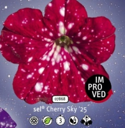 Петуния Cherry sky ОКС укорененный черенок. 1-10 марта