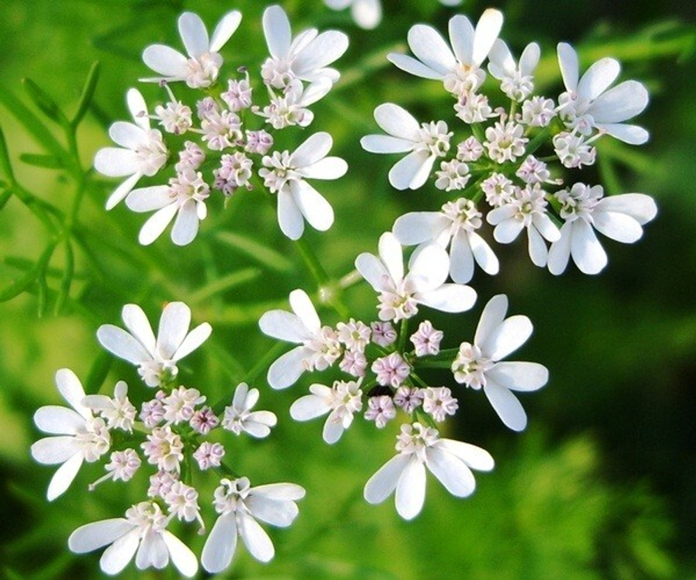 Эфирное масло Кориандра, 10 мл (3,48 б)
