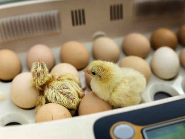 Как работает инкубатор для яиц