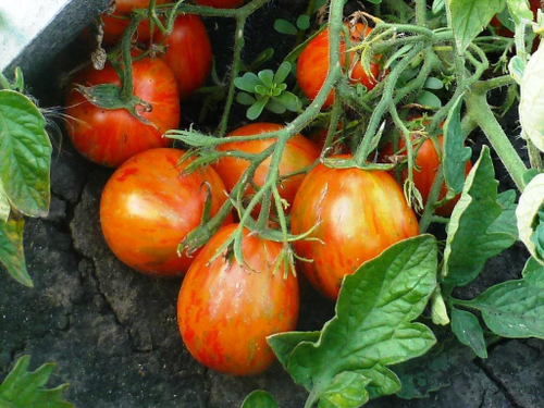 Помидоры Полосатый Смайлик