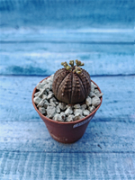 Euphoria Obesa (Эуфорбия)