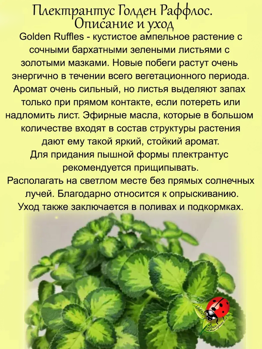 Плектрантус Голден Руффлос вариегатный