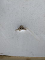 UAZ Profi 236031-02 (Изотермический, Бензин/Газ, 2,7 л, 150 л.с. МТ)