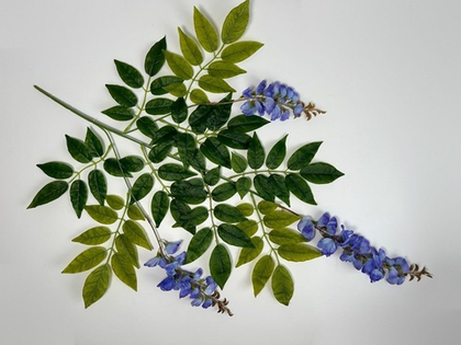 Глициния синяя / Арт 1161