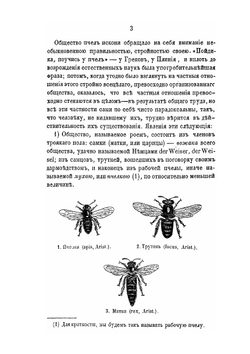 Три открытия в естественной истории пчелы | К.Ф. Рулье