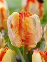 Тюльпан Попугайный Пэррот Кинг