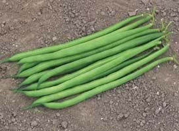 Серенгети семена фасоли (Syngenta / Сингента)