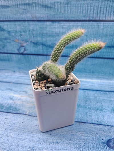 Hildewintera Colademononis (Хильдевинтера)