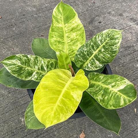 Филодендрон MOONLIGHT VAR