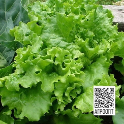Афицион рз семена салата батавия (Rijk Zwaan / Райк Цваан)