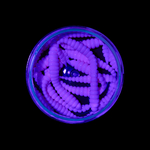 Форелевая приманка "Minoga" BOBR 3,2"(10шт) 80мм, 1,2гр, цвет 07