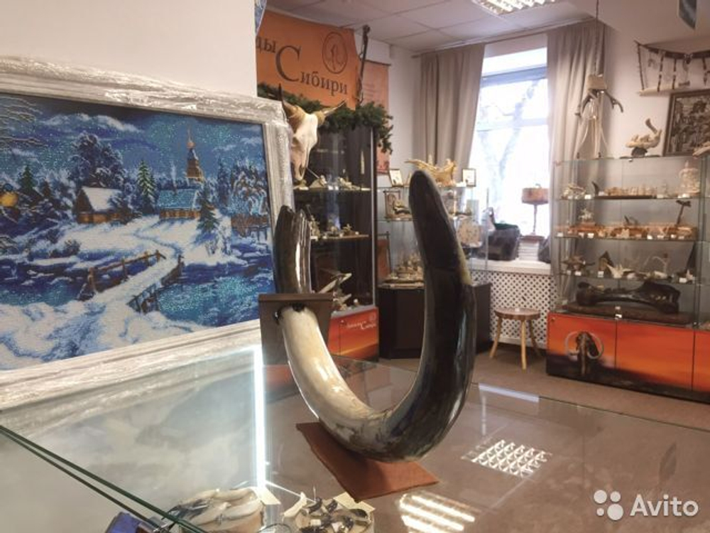 Бивень мамонта "Тернистый"