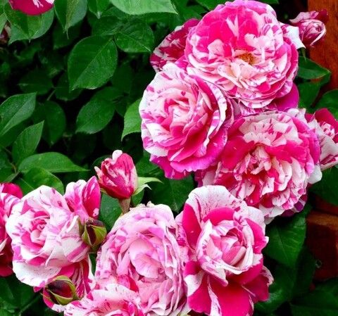 Роза плетистая Твист