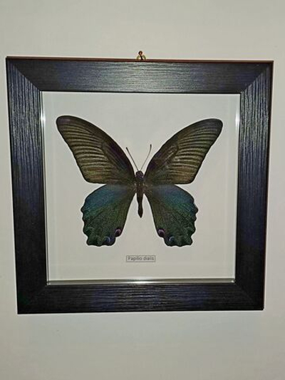 Бабочка Papilio dialis в рамке