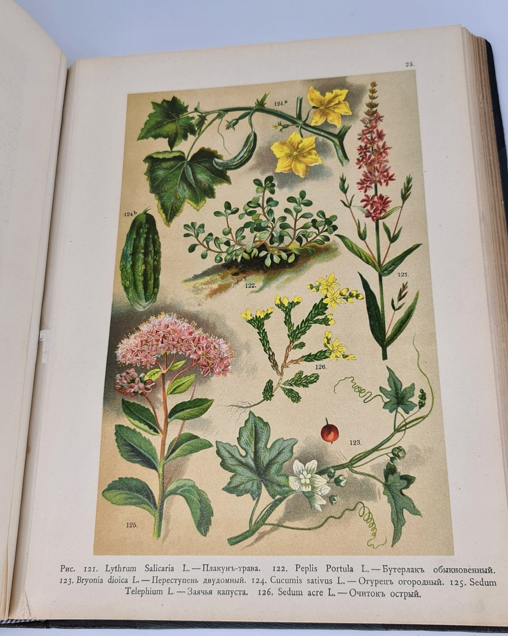 "Ботанический атлас по системе де-Кандоля". К.Гофман. 1899г.
