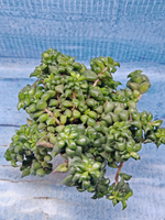 Anacampseros Filamentosa (Анакампсерос)