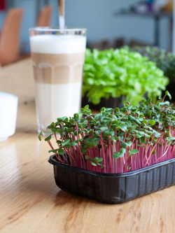 Свежая микрозелень редиса в боксах / 5 боксов / суперфуд