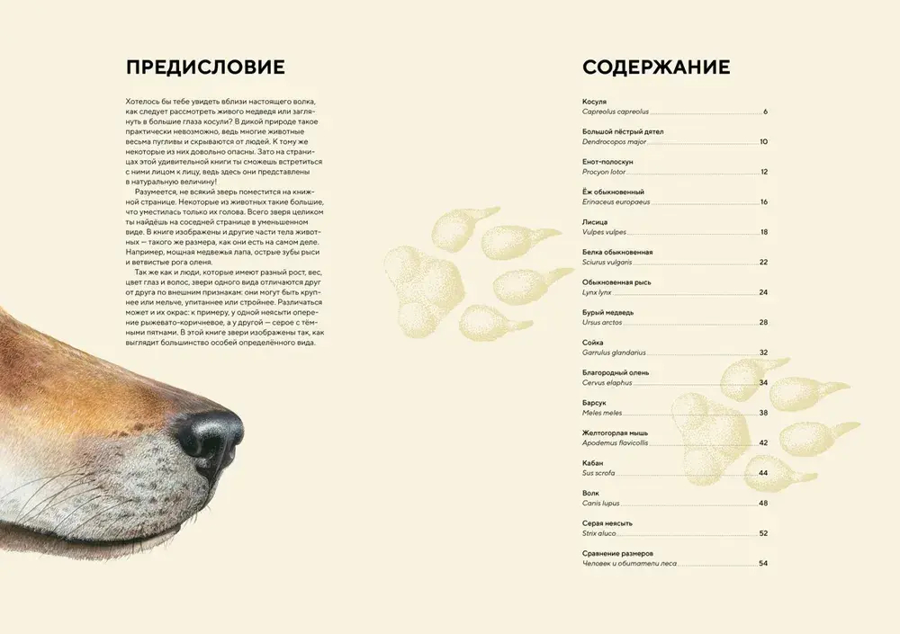 Лесные животные в натуральную величину