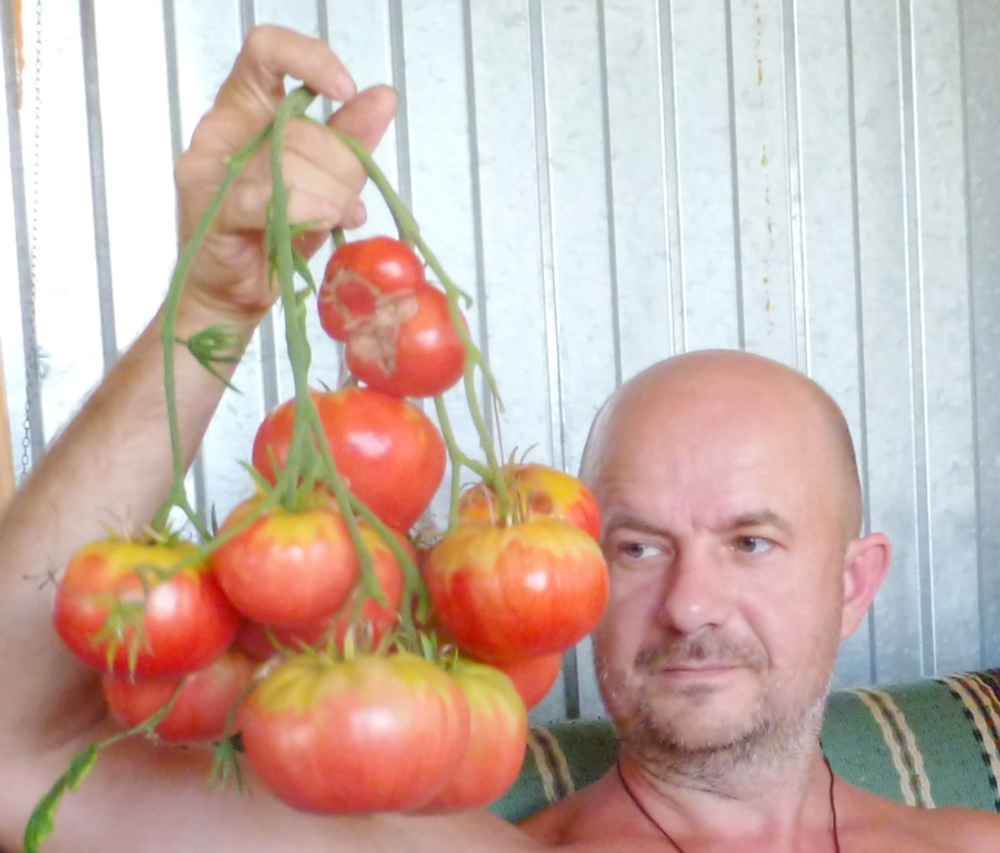 Помидоры Казанский Местный