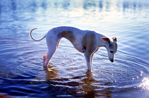 Уиппет Уиппет