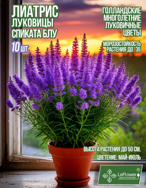 Лиатрис, Спиката Блу ,10шт
