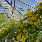 1 марта ☀️ Весенний водоворот — букет садовых и ароматных роз и душистой пушистой мимозы