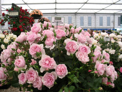 Роза Наташа Ричардсон штамб 80-90 см Закупка М21 весна 2026