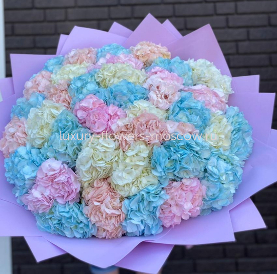 45 гортензий микс 4