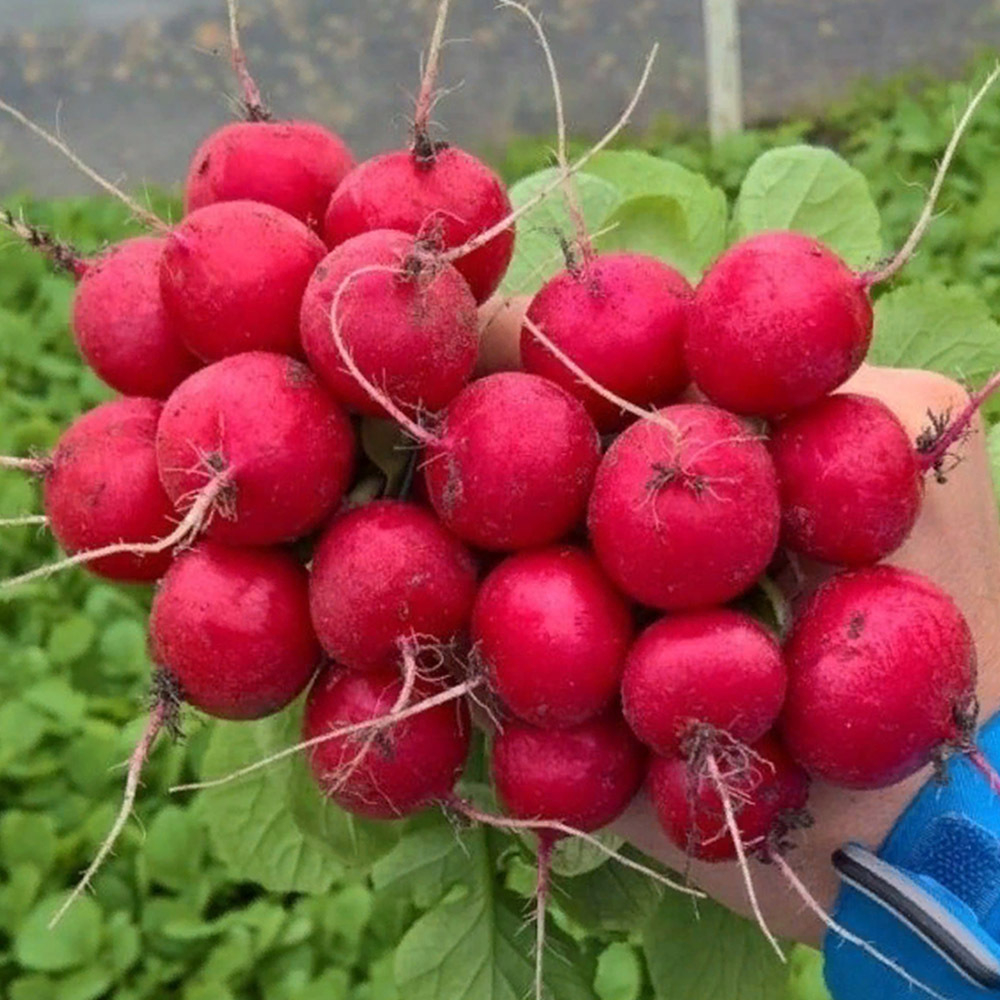 Эскала F1 семена редиса (Enza Zaden / Энза Заден)