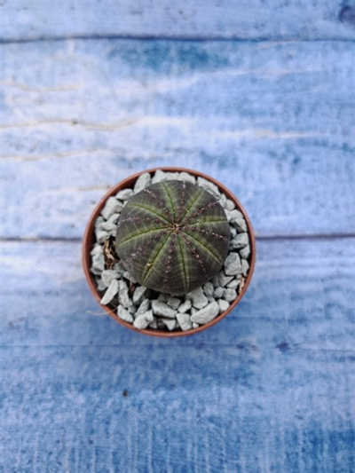 Euphorbia Obesa (Эуфорбия)